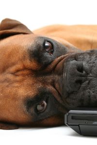 Preview wallpaper dog, boxer, laptop, lie, face