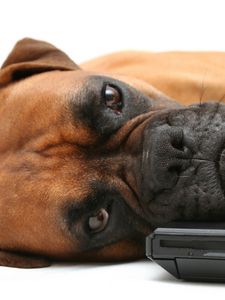 Preview wallpaper dog, boxer, laptop, lie, face