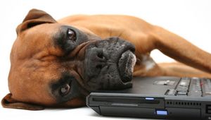 Preview wallpaper dog, boxer, laptop, lie, face