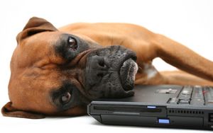 Preview wallpaper dog, boxer, laptop, lie, face