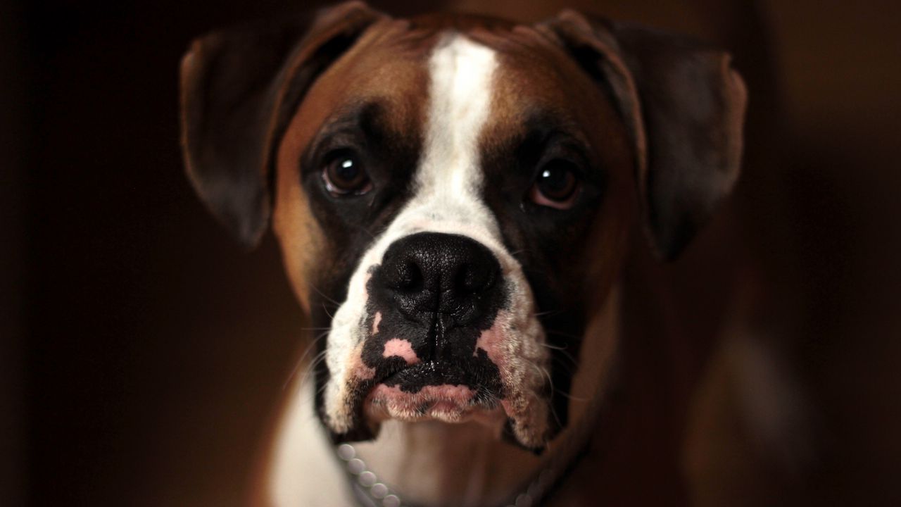 Wallpaper dog, boxer, muzzle