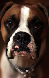 Preview wallpaper dog, boxer, muzzle