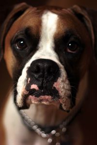 Preview wallpaper dog, boxer, muzzle