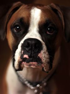 Preview wallpaper dog, boxer, muzzle