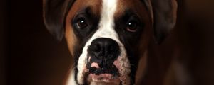 Preview wallpaper dog, boxer, muzzle