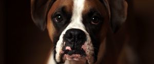 Preview wallpaper dog, boxer, muzzle