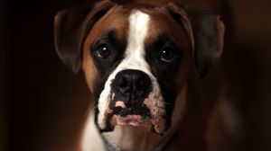 Preview wallpaper dog, boxer, muzzle
