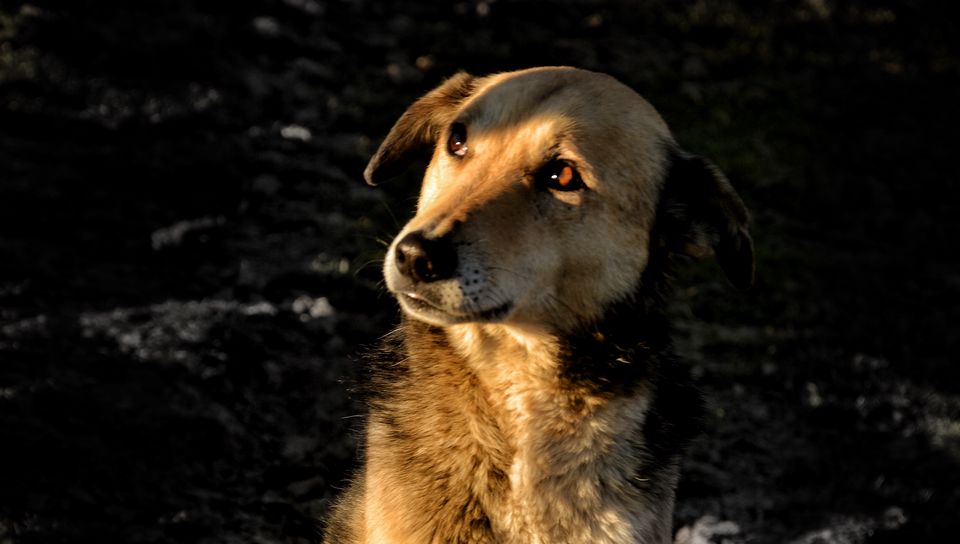 960x544 Wallpaper dog, brown, pet, glance
