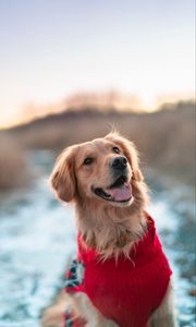 Preview wallpaper dog, brown, protruding tongue, pet