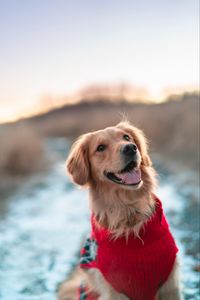 Preview wallpaper dog, brown, protruding tongue, pet