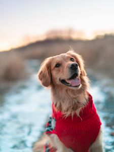 Preview wallpaper dog, brown, protruding tongue, pet