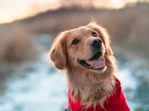 Preview wallpaper dog, brown, protruding tongue, pet