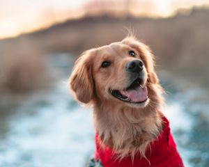 Preview wallpaper dog, brown, protruding tongue, pet