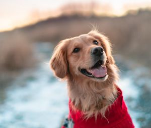 Preview wallpaper dog, brown, protruding tongue, pet