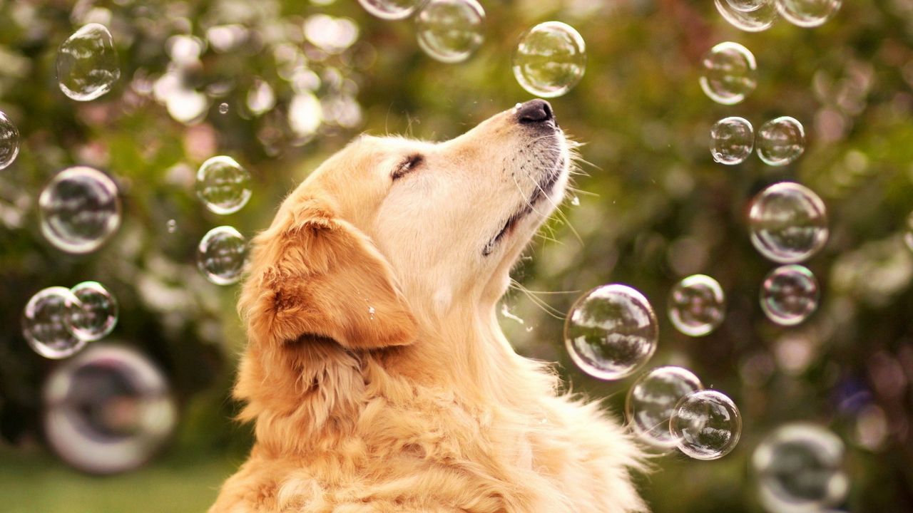 Wallpaper dog, bubbles, blur, muzzle, profile
