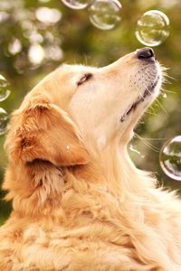 Preview wallpaper dog, bubbles, blur, muzzle, profile