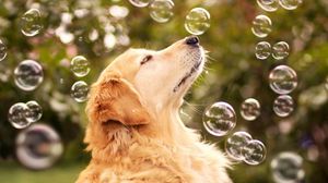 Preview wallpaper dog, bubbles, blur, muzzle, profile