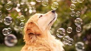 Preview wallpaper dog, bubbles, blur, muzzle, profile