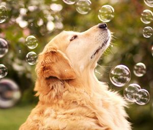 Preview wallpaper dog, bubbles, blur, muzzle, profile