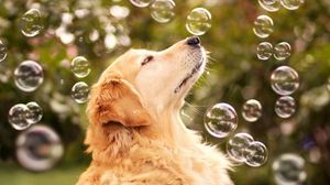 Preview wallpaper dog, bubbles, look