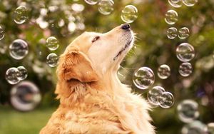 Preview wallpaper dog, bubbles, look