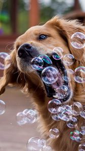 Preview wallpaper dog, bubbles, playful