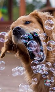 Preview wallpaper dog, bubbles, playful