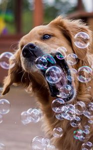 Preview wallpaper dog, bubbles, playful