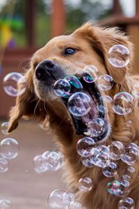 Preview wallpaper dog, bubbles, playful