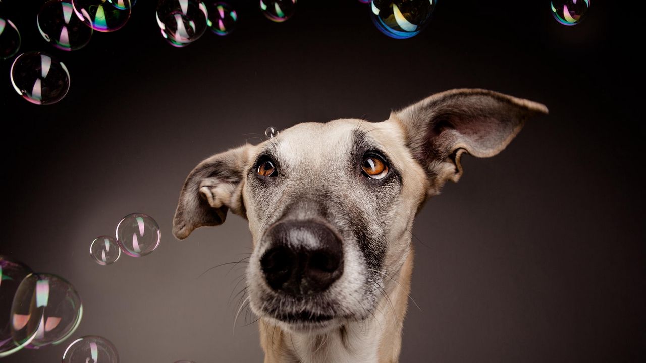 Wallpaper dog, bubbles, surprise