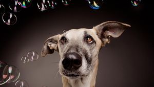 Preview wallpaper dog, bubbles, surprise