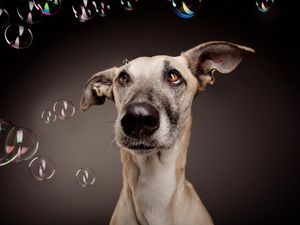 Preview wallpaper dog, bubbles, surprise