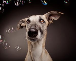 Preview wallpaper dog, bubbles, surprise