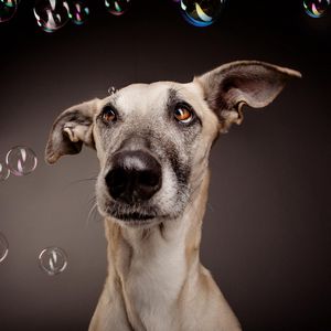 Preview wallpaper dog, bubbles, surprise