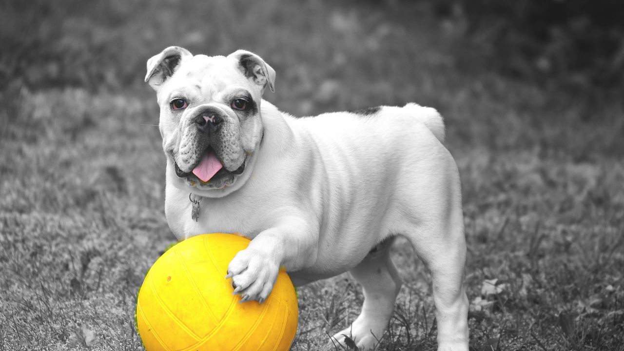 Wallpaper dog, bulldog, ball, grass, bw