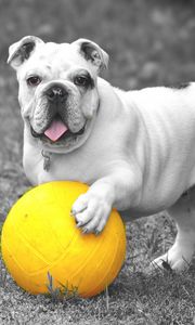 Preview wallpaper dog, bulldog, ball, grass, bw