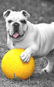 Preview wallpaper dog, bulldog, ball, grass, bw