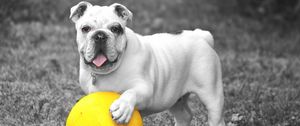 Preview wallpaper dog, bulldog, ball, grass, bw