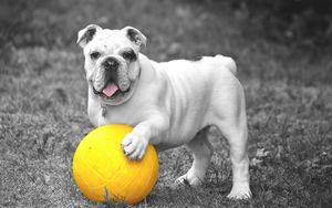 Preview wallpaper dog, bulldog, ball, grass, bw