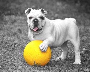 Preview wallpaper dog, bulldog, ball, grass, bw