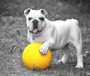 Preview wallpaper dog, bulldog, ball, grass, bw