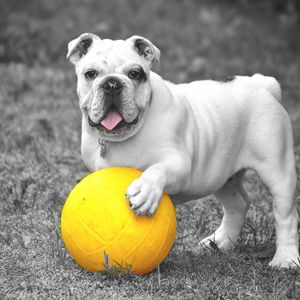 Preview wallpaper dog, bulldog, ball, grass, bw