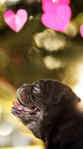 Preview wallpaper dog, bulldog, blur, heart