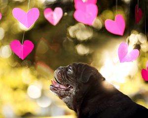 Preview wallpaper dog, bulldog, blur, heart