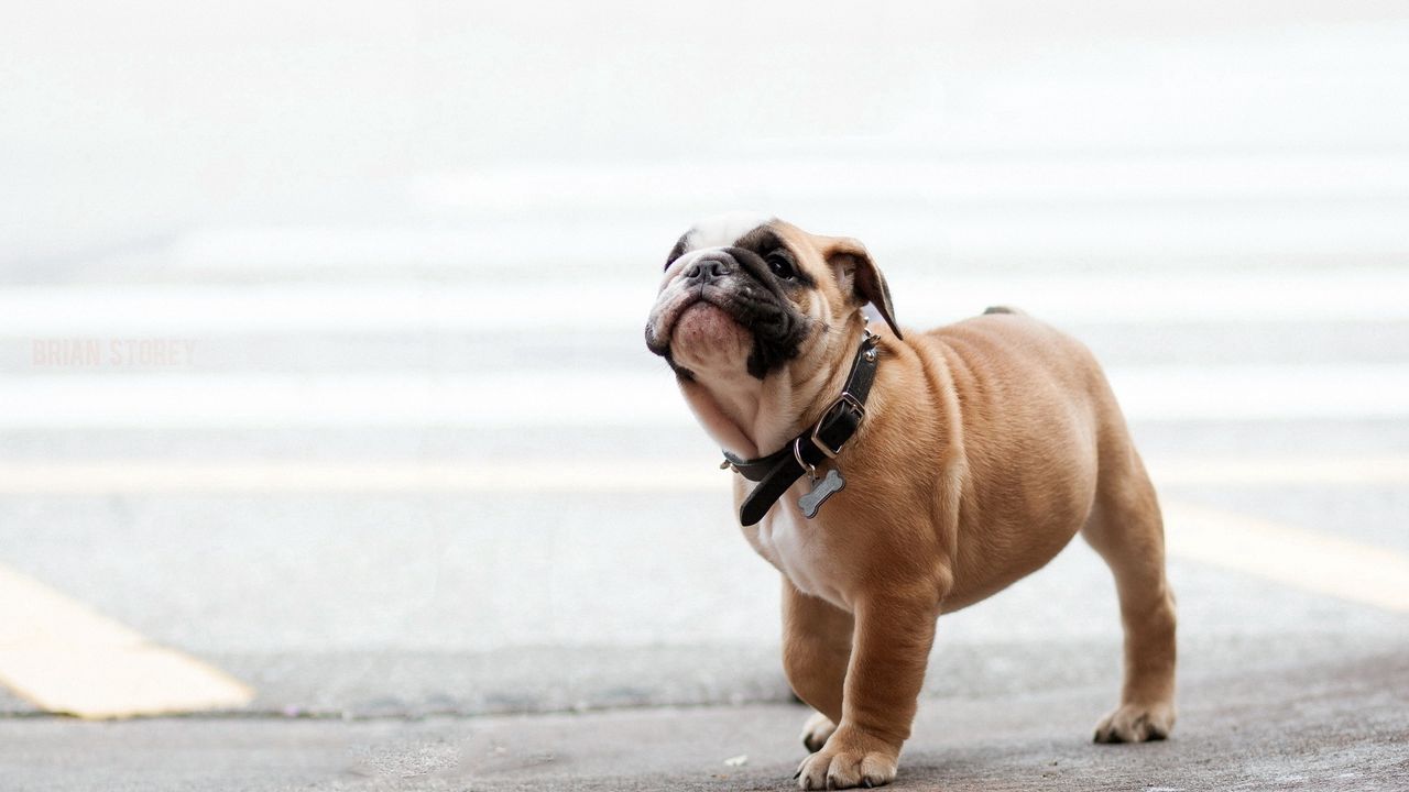 Wallpaper dog, bulldog, dog collar, walk