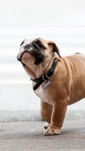 Preview wallpaper dog, bulldog, dog collar, walk