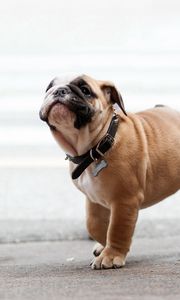 Preview wallpaper dog, bulldog, dog collar, walk