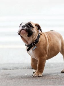 Preview wallpaper dog, bulldog, dog collar, walk