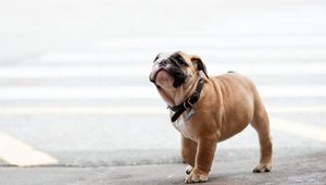 Preview wallpaper dog, bulldog, dog collar, walk