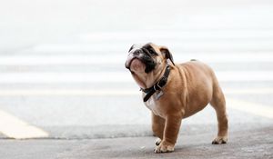 Preview wallpaper dog, bulldog, dog collar, walk